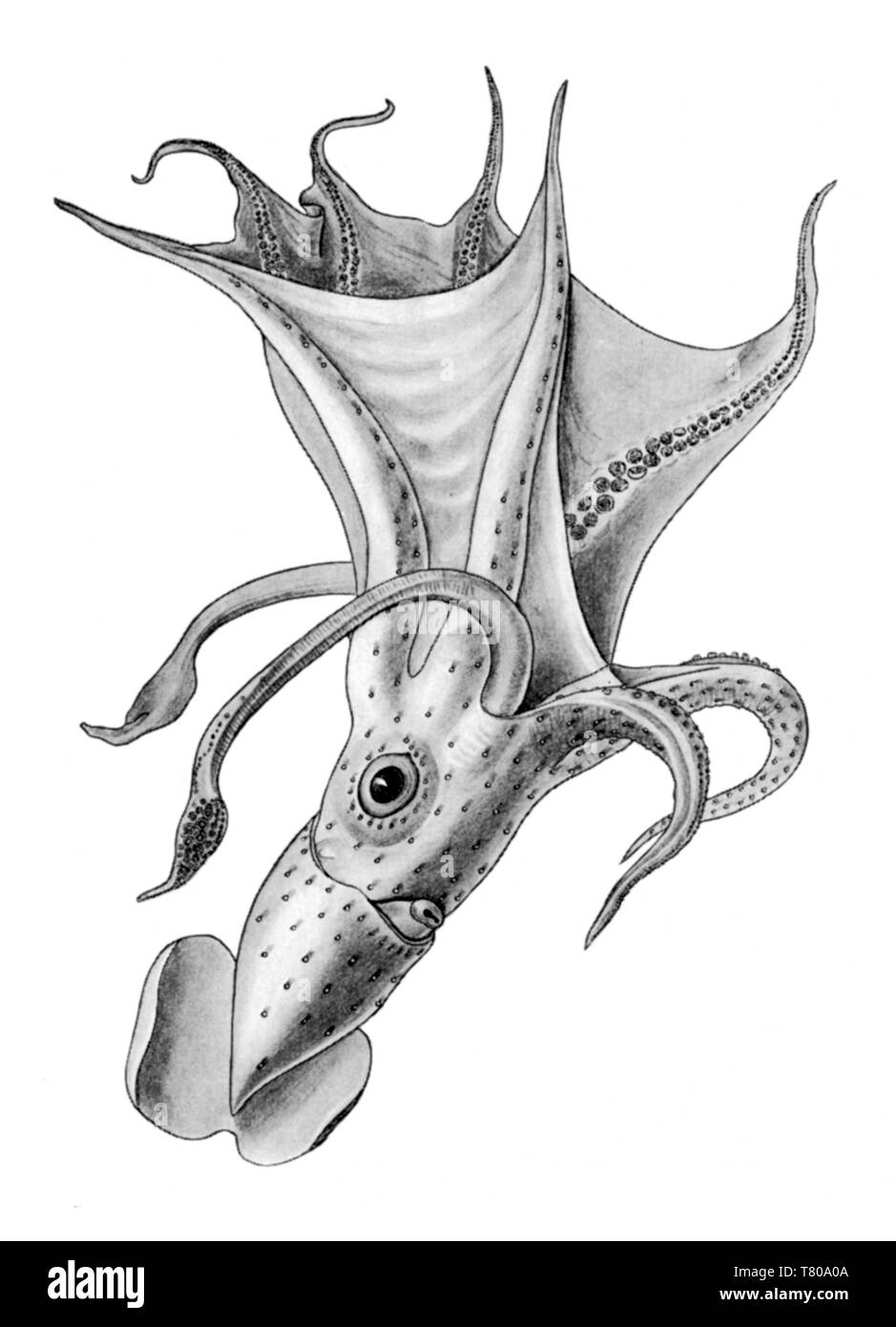 Squid, Cephalopod Stock Photo