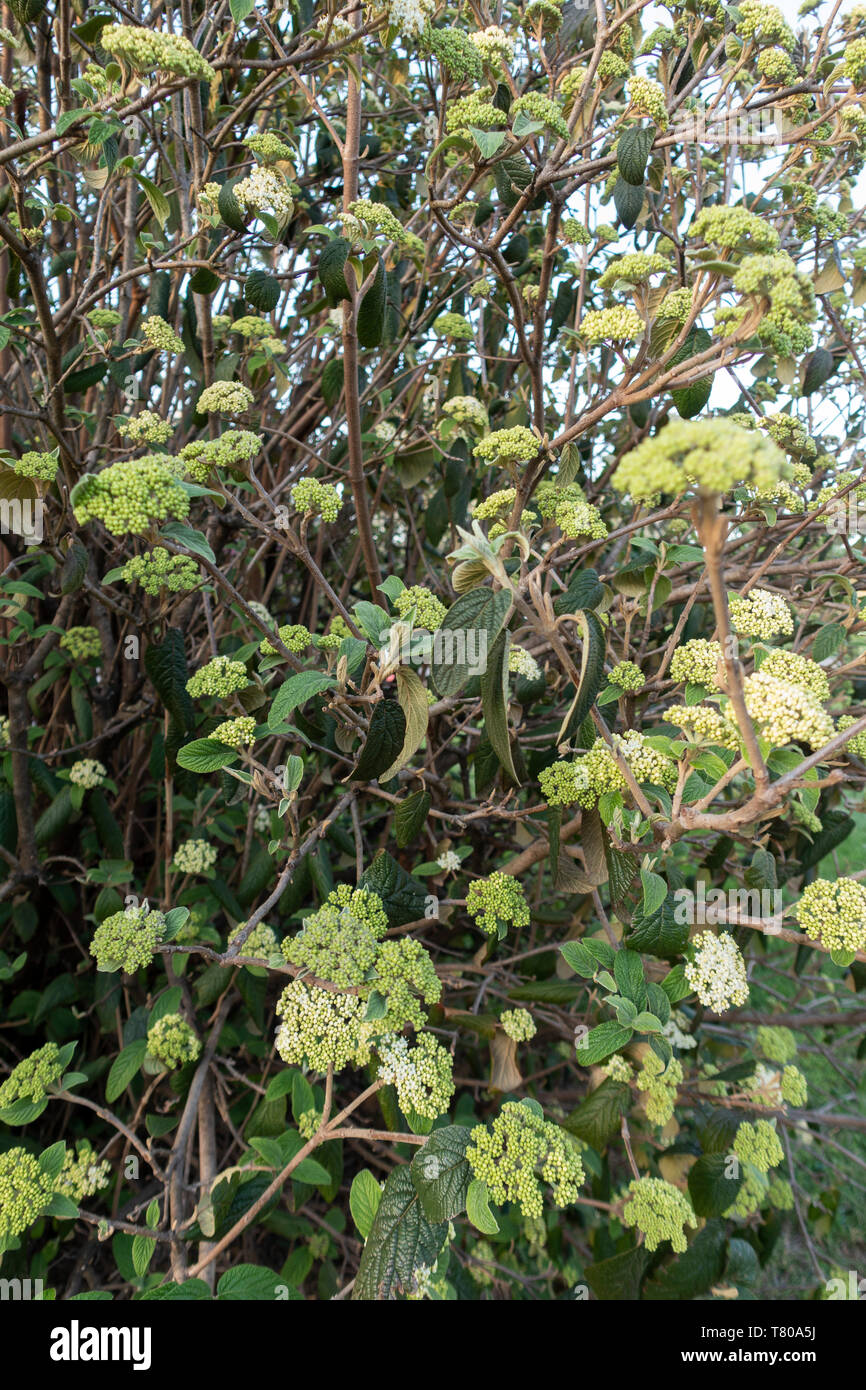 Ellen Dugan S Blog Of Witchery Sping In Ellen S Gardens Of Witchery