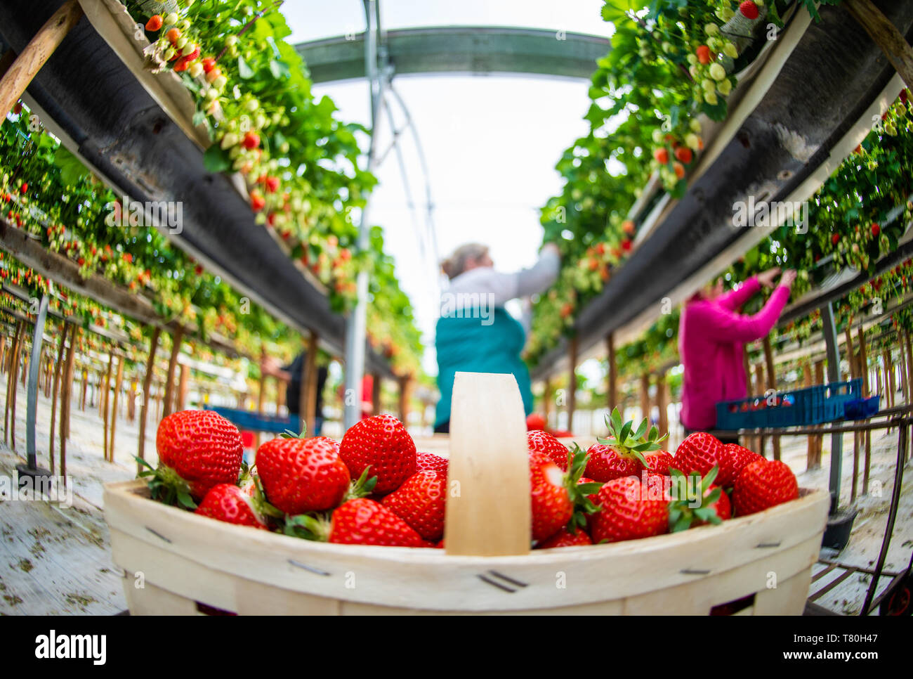 Otze, Germany. 08th May, 2019. Harvesters pick strawberries in a