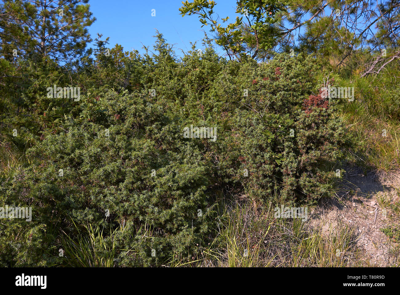 Juniperus communis shrubs in Italy Stock Photo