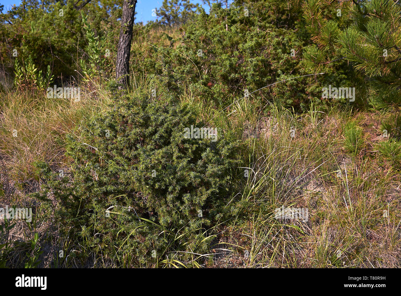 Juniperus communis shrubs in Italy Stock Photo