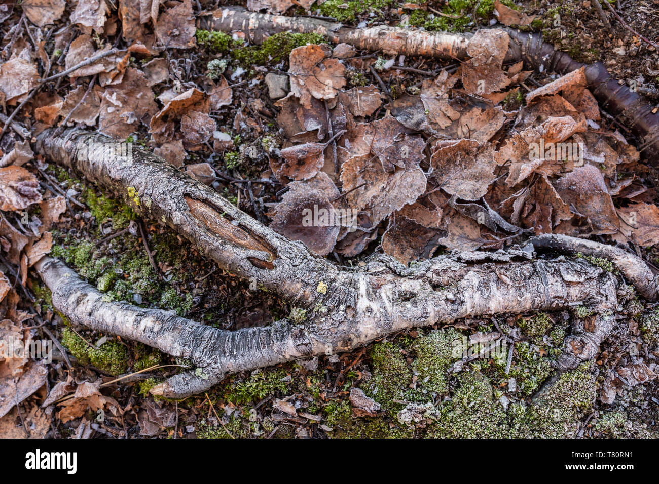 Frost covered leaves on the ground hi-res stock photography and images ...