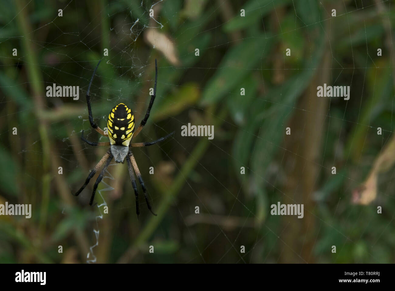 Leavenworth, Kansas. Black and Yellow Garden Spider. "Argiope aurantia
