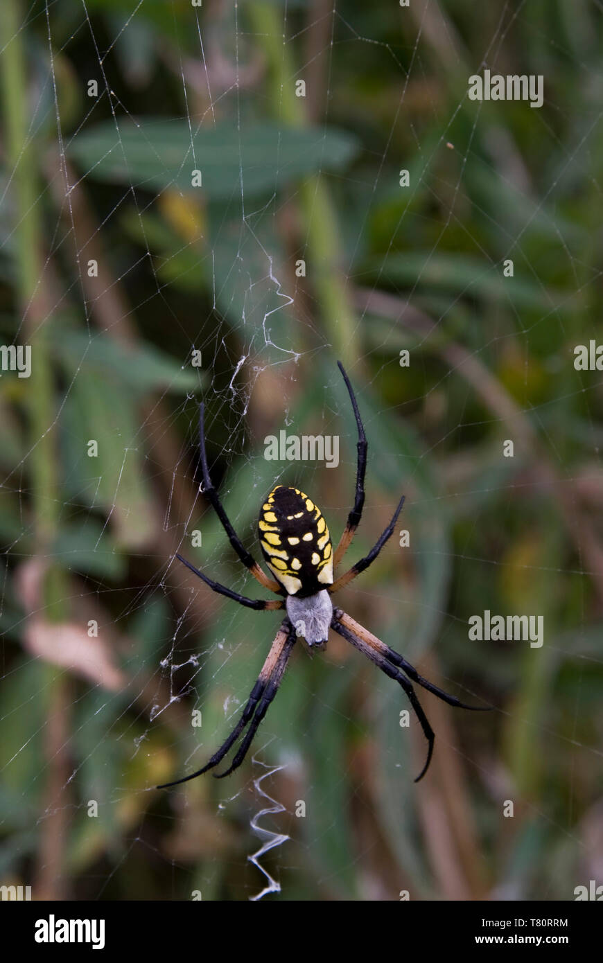 Leavenworth, Kansas. Black and Yellow Garden Spider. "Argiope aurantia