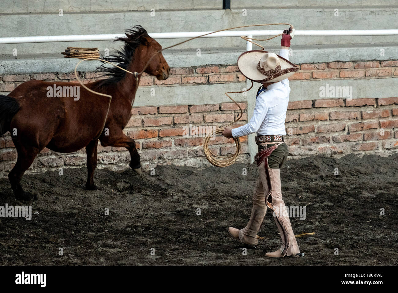 Juan Franco, Sr., ropes a wild mare, during an event called Roping on