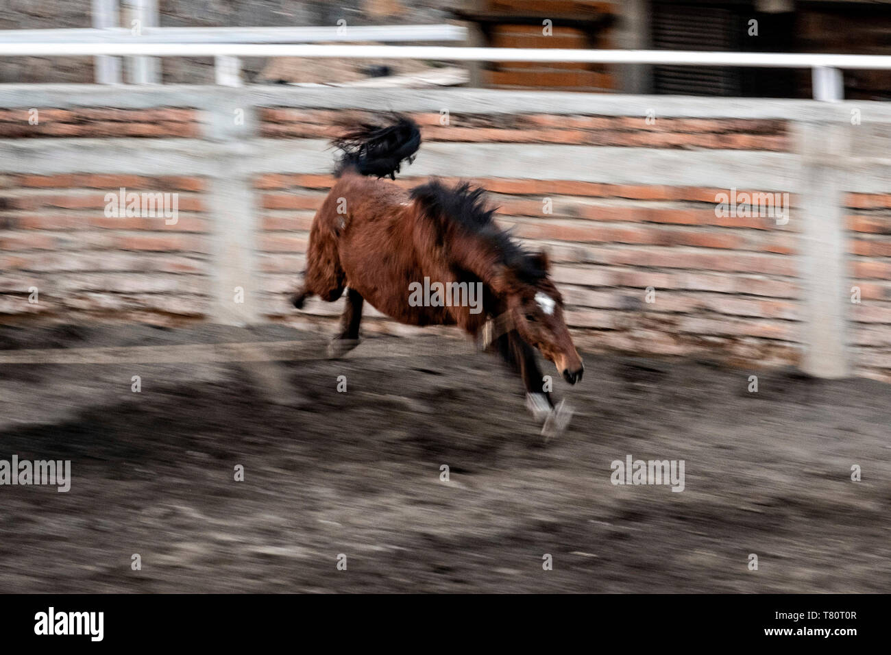 Caballo horizontal hires stock photography and images Alamy