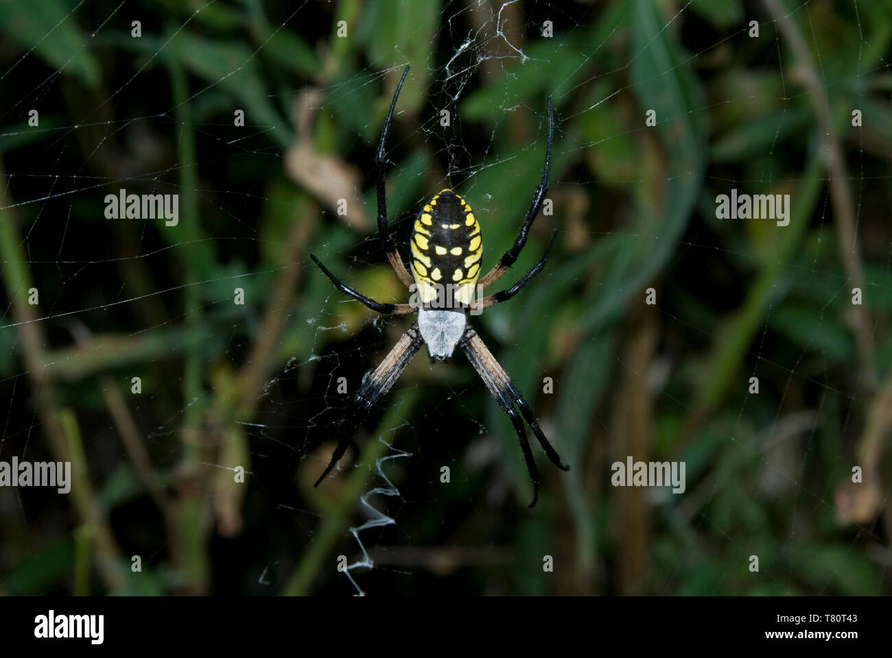 Leavenworth, Kansas. Black and Yellow Garden Spider. "Argiope aurantia