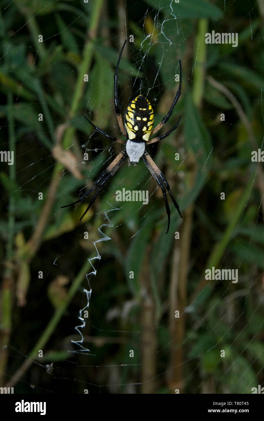 Leavenworth, Kansas. Black and Yellow Garden Spider. "Argiope aurantia
