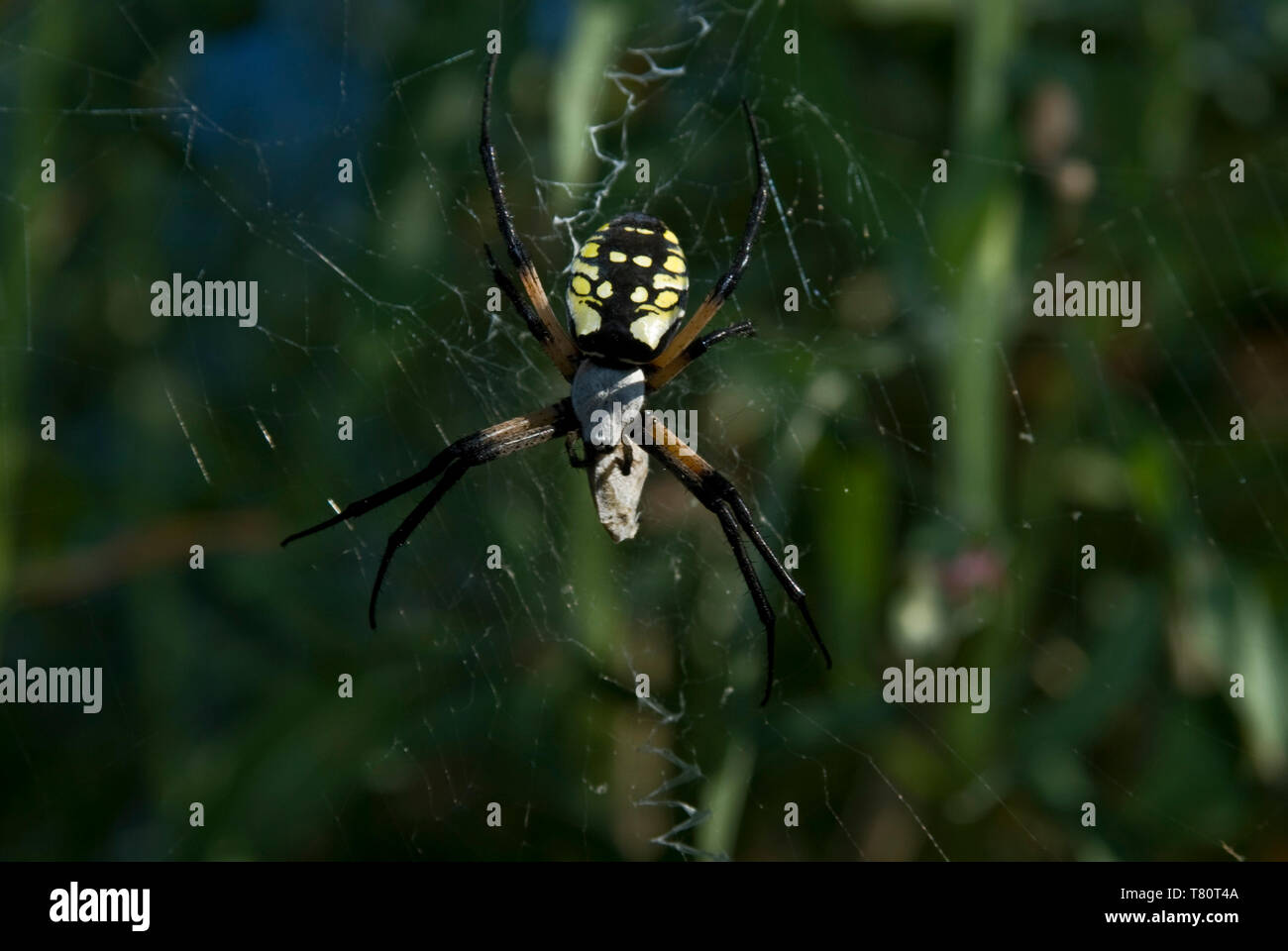 Leavenworth, Kansas. Black and Yellow Garden Spider. 'Argiope aurantia'  Female spider with prey wrapped up. Stock Photo