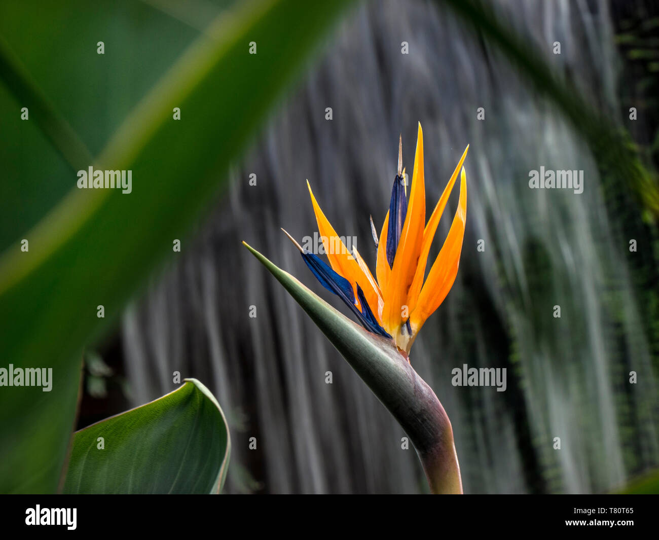 Strelizia reginae 'Bird of paradise' growing in a verdant warm tropical situation with waterfall behind, herbaceous perennial of strelitziaceae genus Stock Photo