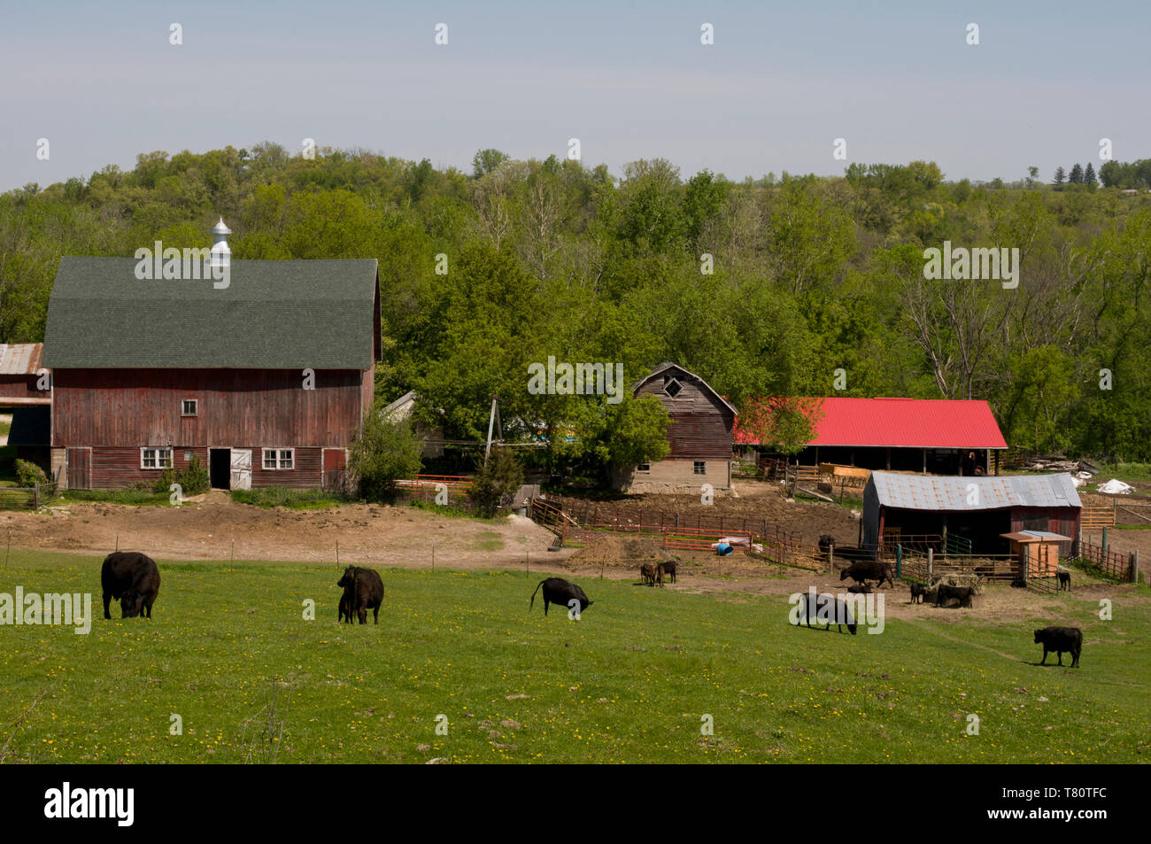 Chatfield, Minnesota. Farm with cows grazing. Stock Photo