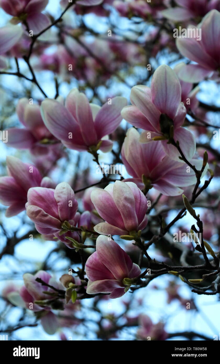 branches of saucer magnolias Stock Photo Alamy