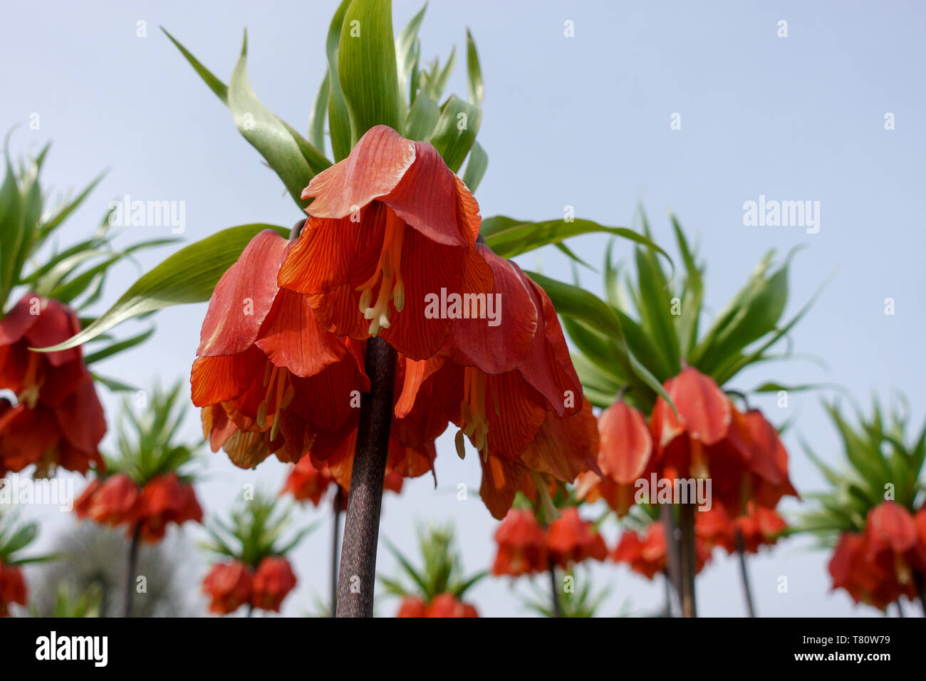 Crown Imperial Fritillaria -2 Stock Photo