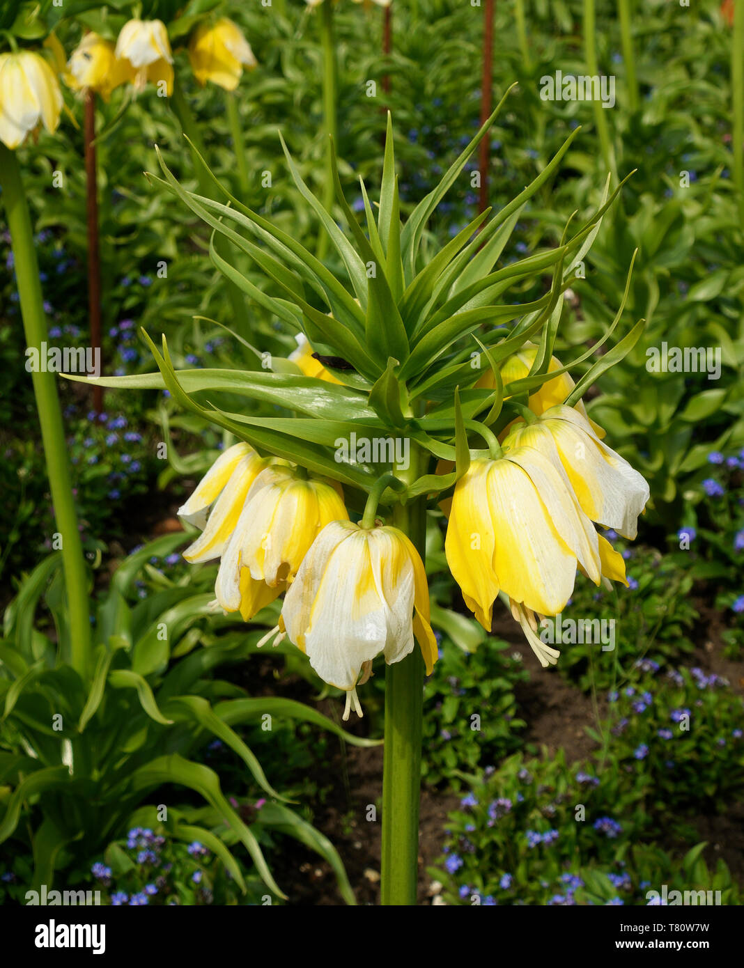 Crown Imperial Fritillaria -1 Stock Photo