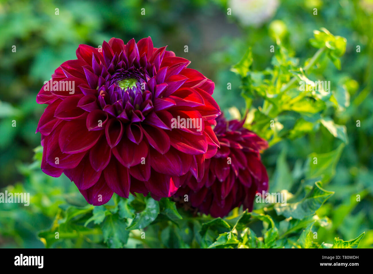 Red and purple dahlia flower on the bush, closeup Stock Photo