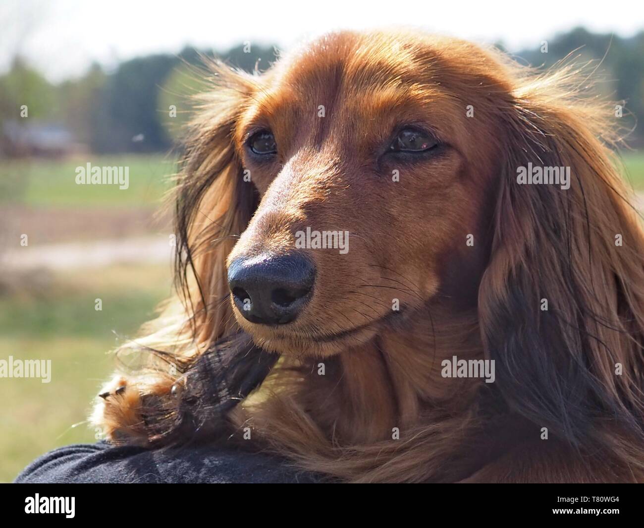 Long Haired Brown Dachshund Stock Photo 245882452 Alamy