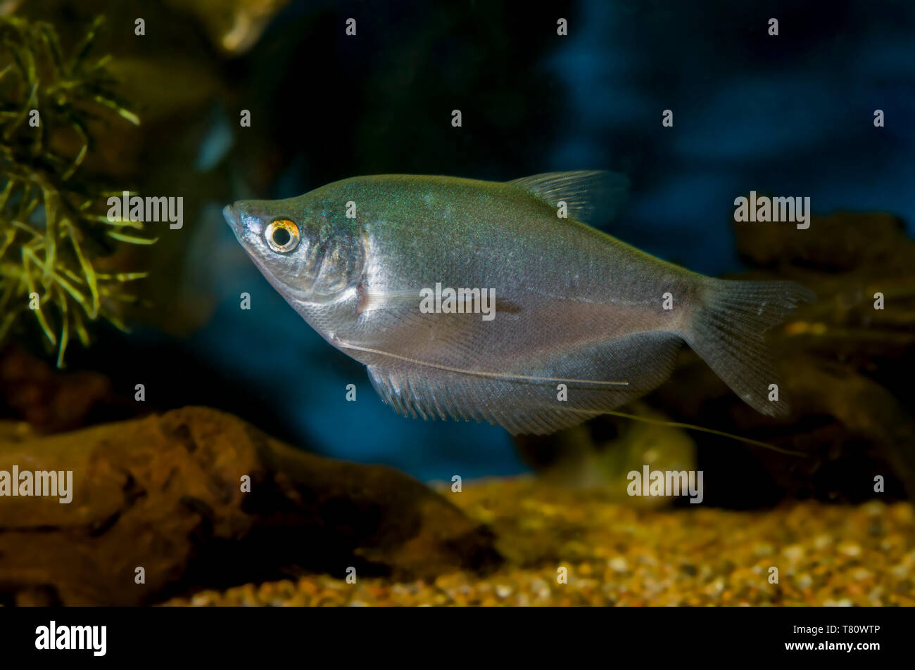 Minnesota. Aquarium fish. Moonlight gourami (Trichogaster microlepis) is a labyrinth fish of the family Osphronemidae. It may also be called the moonb Stock Photo