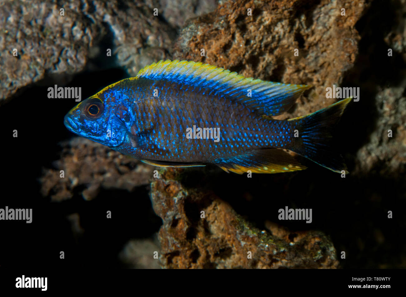 Minnesota.  Aquarium fish. Apache Cichild: Aulonocara maylandi. Stock Photo