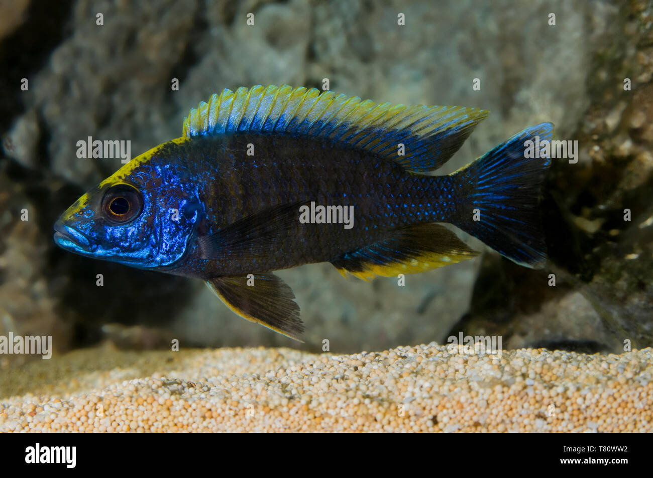 Minnesota.  Aquarium fish. Apache Cichild: Aulonocara maylandi. Stock Photo