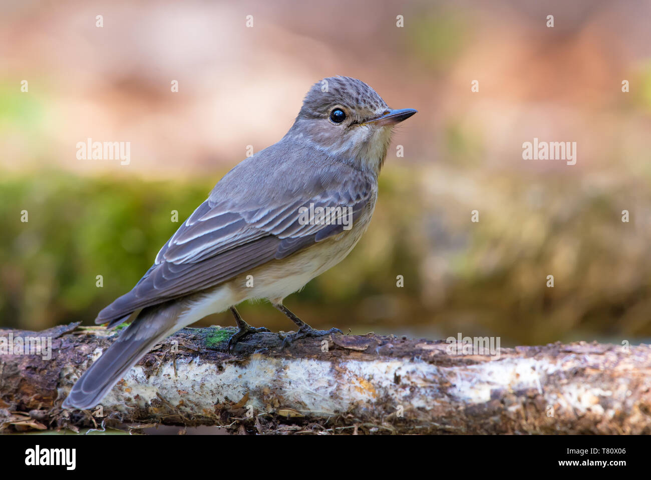 Spotted Flycatcher perched on old branch rear view Stock Photo