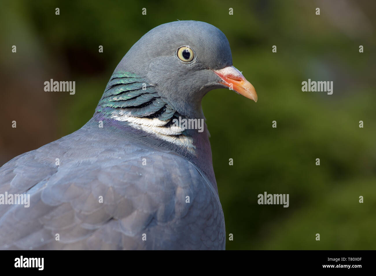 Common wood pigeon very close portrait with detailed face and eyes Stock Photo