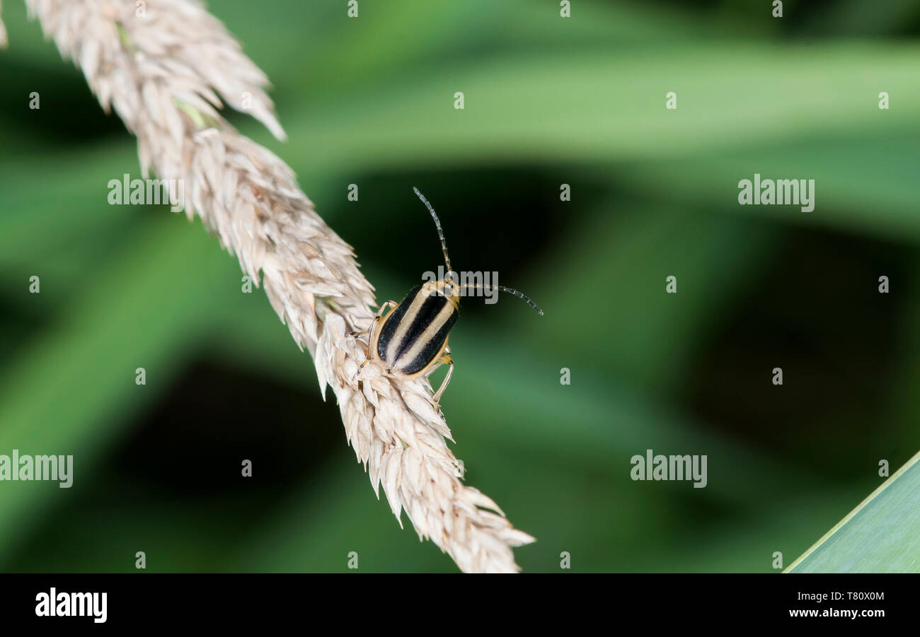 Balsam Lake, wisconsin. Skeletonizing leaf beetle, Trirhabda  virgata. Stock Photo