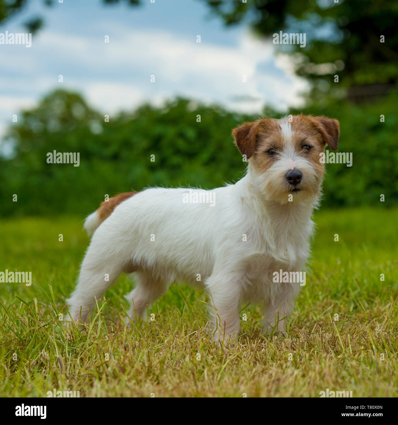 jack russell terrier Stock Photo
