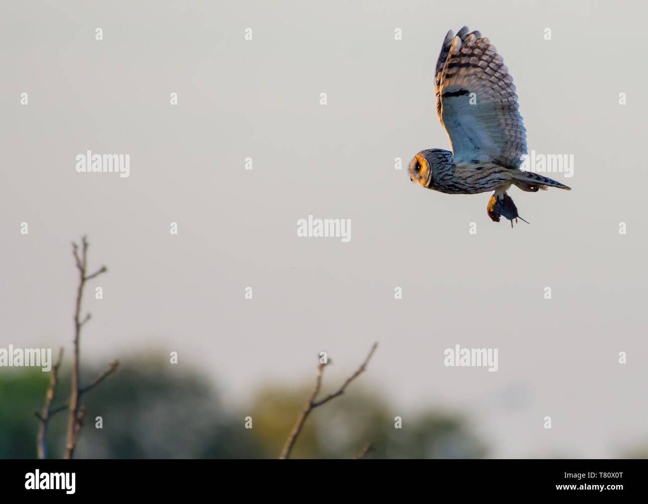 Long-eared owl flies with captured mouse in claws at the sunset Stock Photo