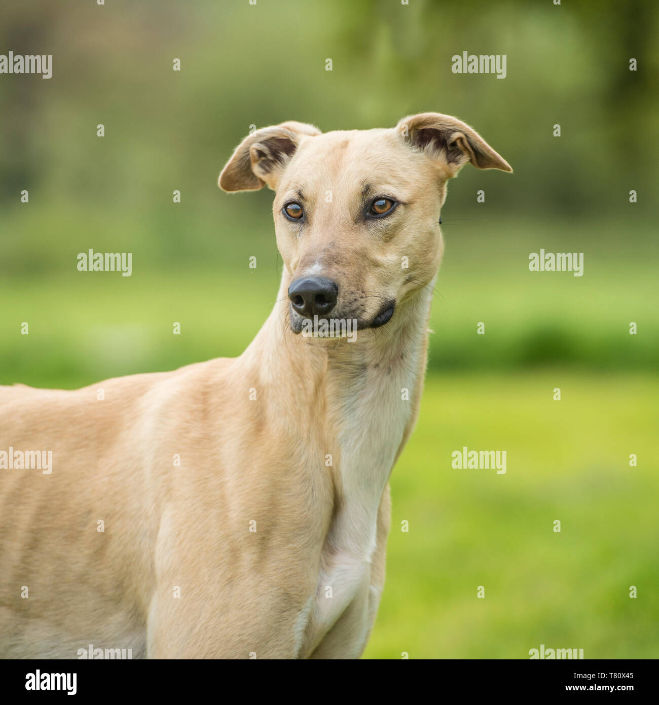 Greyhound Lurcher High Resolution Stock Photography and Images Alamy