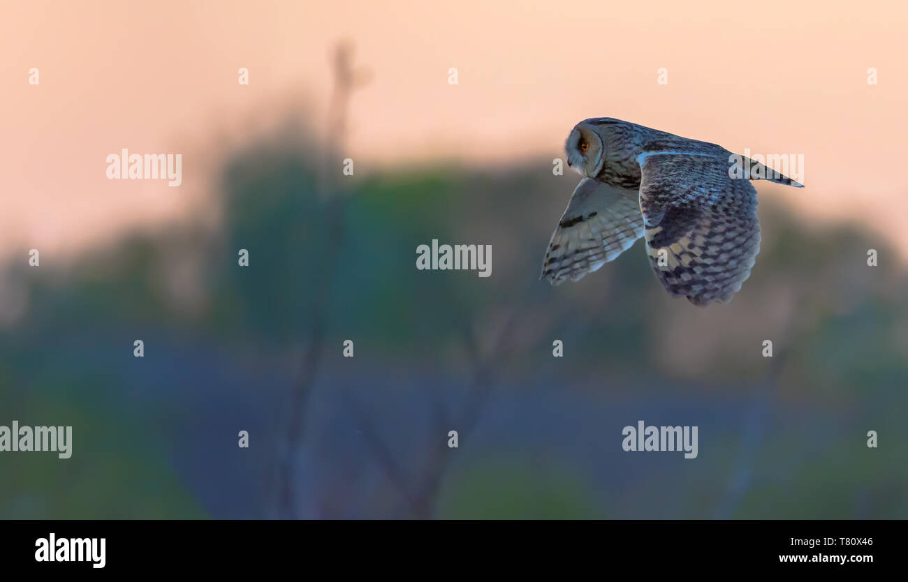 Long-eared owl in flight at the sunset Stock Photo