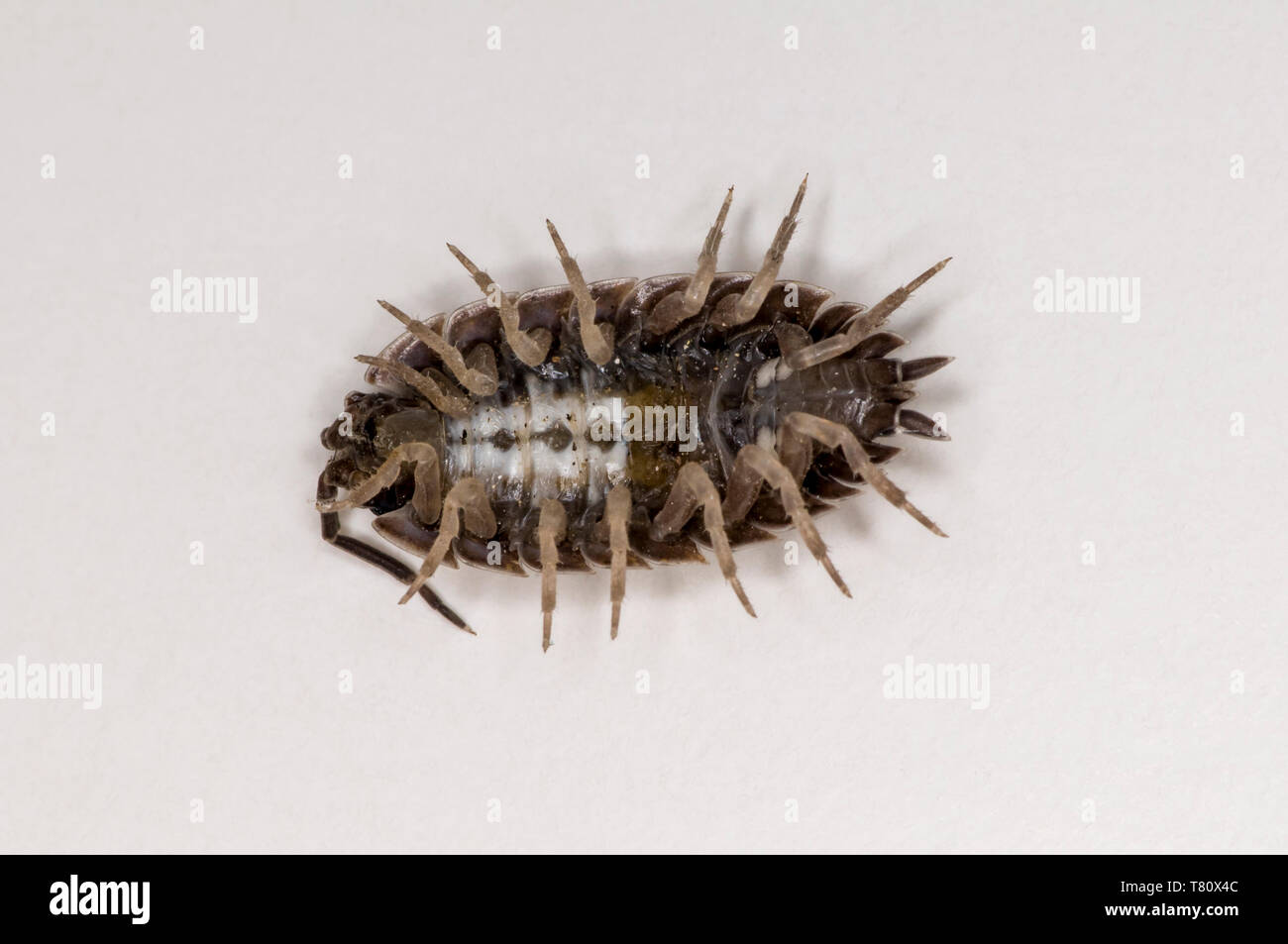 Vadnais Heights, Minnesota.  Sow bug, Porcellio dilatatus. Bottom view on white background. Stock Photo
