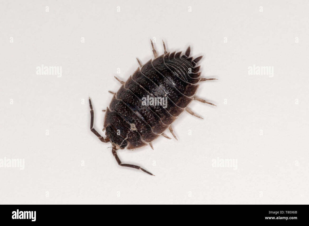 Vadnais Heights, Minnesota.  Sow bug, Porcellio dilatatus. Top view on white background. Stock Photo
