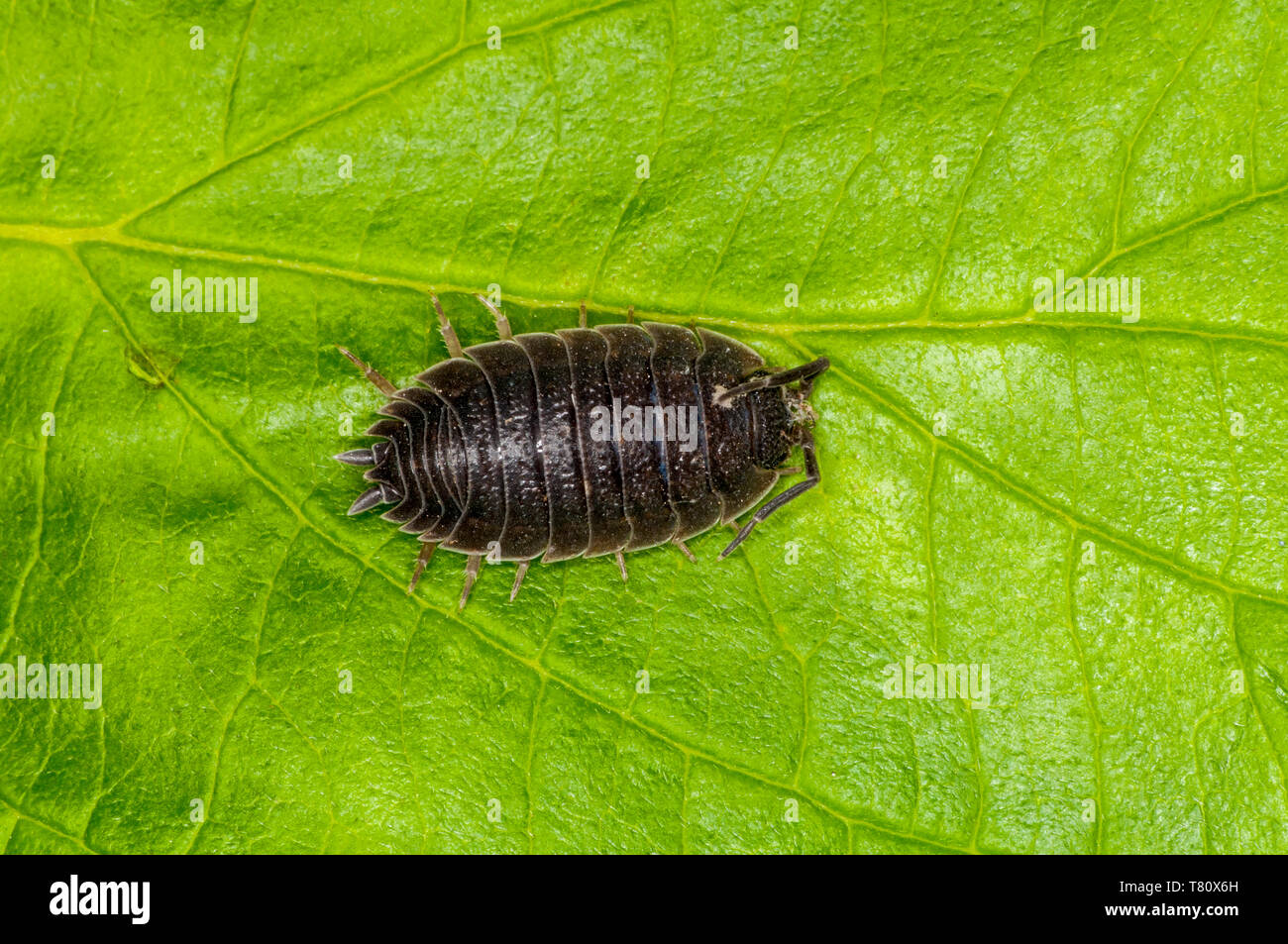 Vadnais Heights, Minnesota.  Sow bug, Porcellio dilatatus. Top view on green leaf. Stock Photo