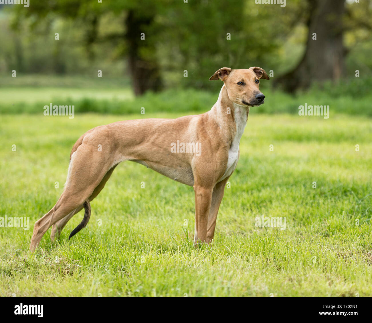 Dog Muscles Stock Photos Dog Muscles Stock Images Alamy
