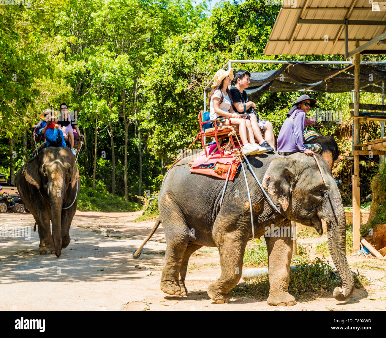 Tourists on an elephant ride in Phuket, Thailand, Southeast Asia, Asia Stock Photo