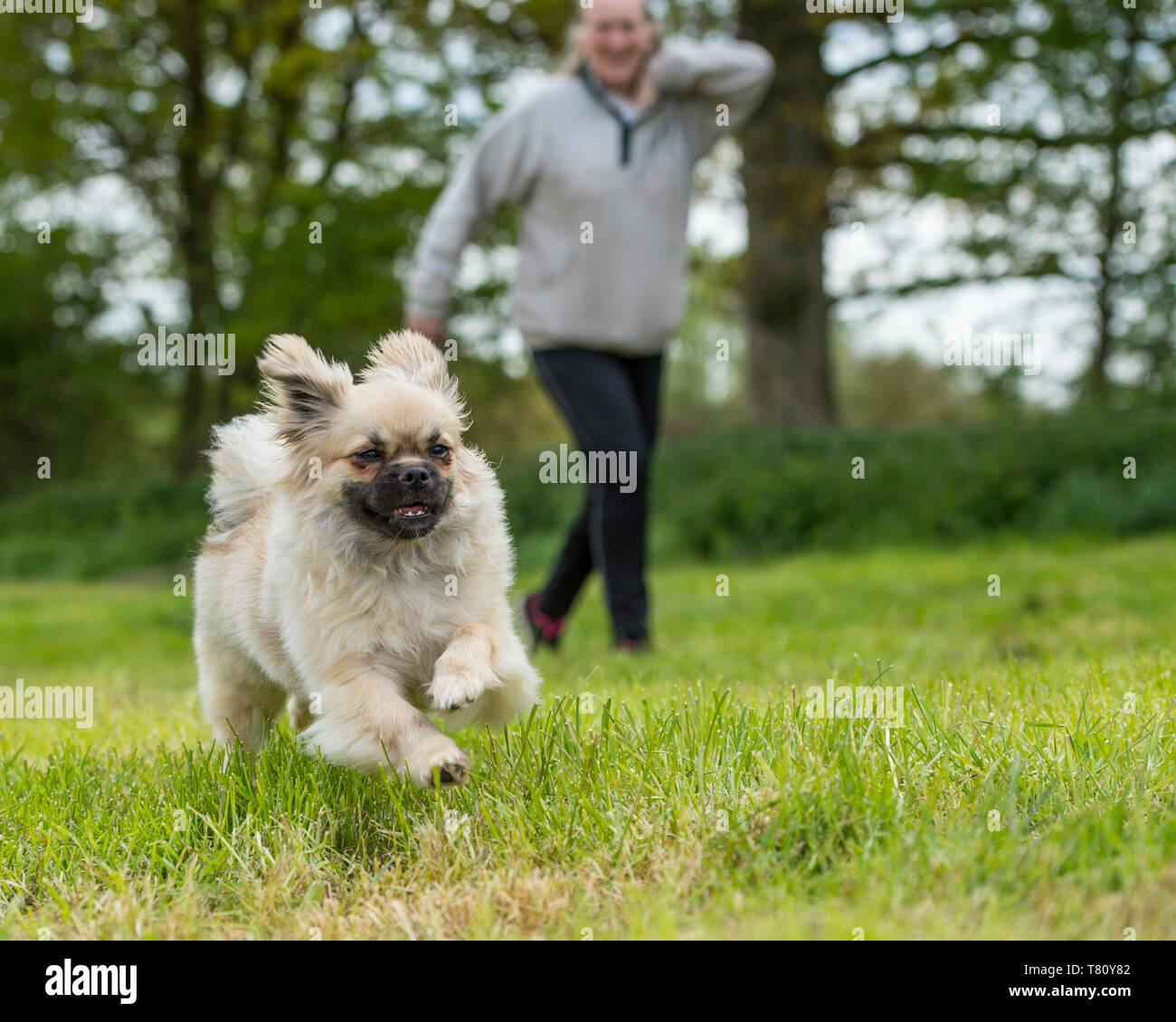 tibetan spaniel puppy going for a walk Stock Photo
