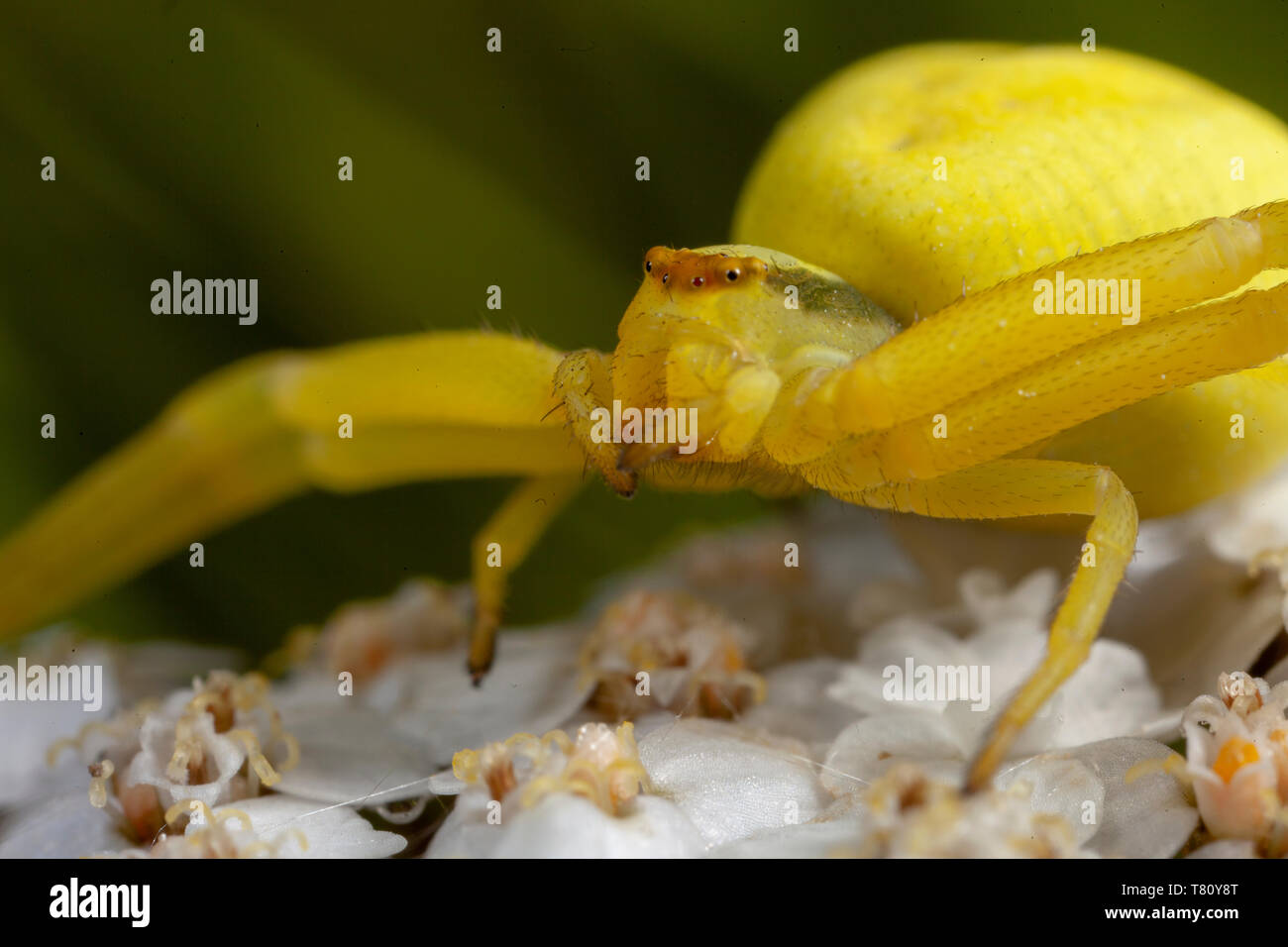 Close up of a yellow crab spider Stock Photo