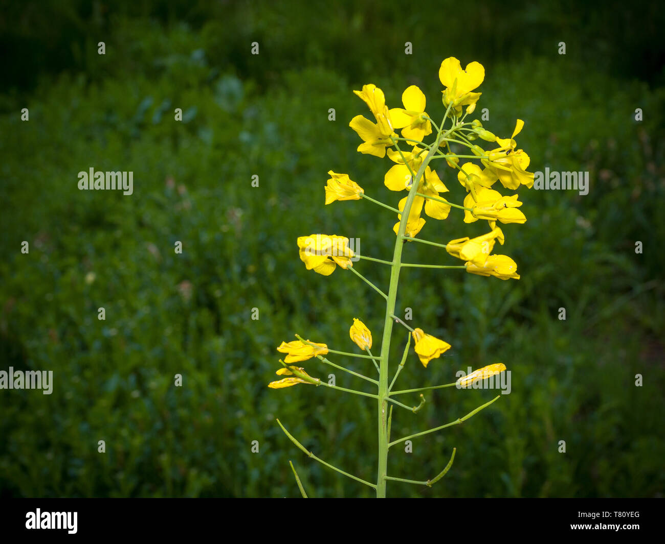 Single yellow canola plant flowering surrounded by grass. Stock Photo