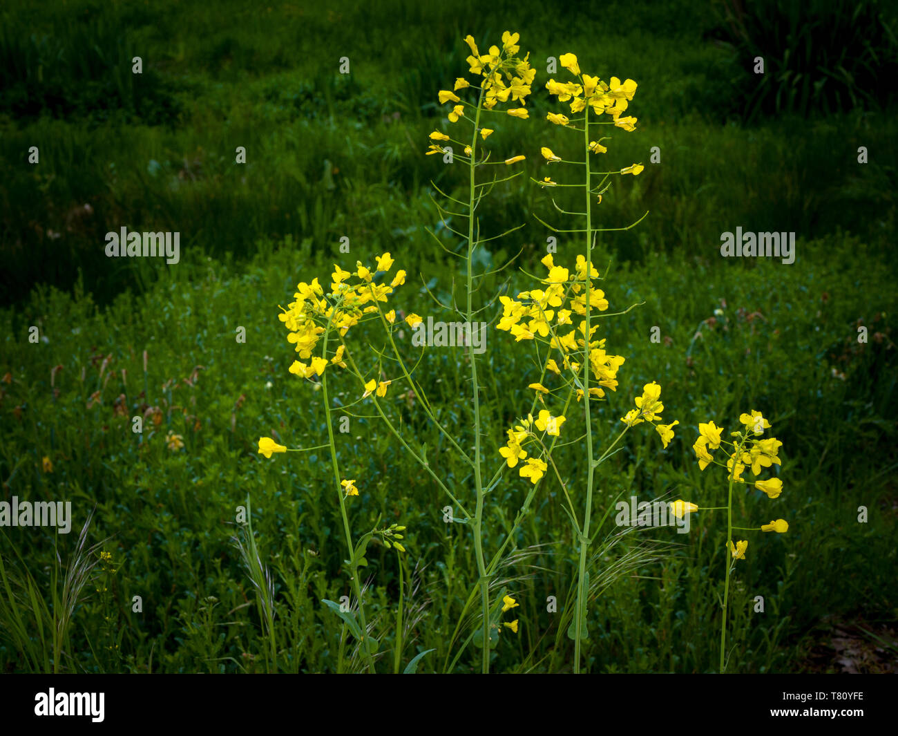 Single yellow canola plant flowering surrounded by grass. Stock Photo