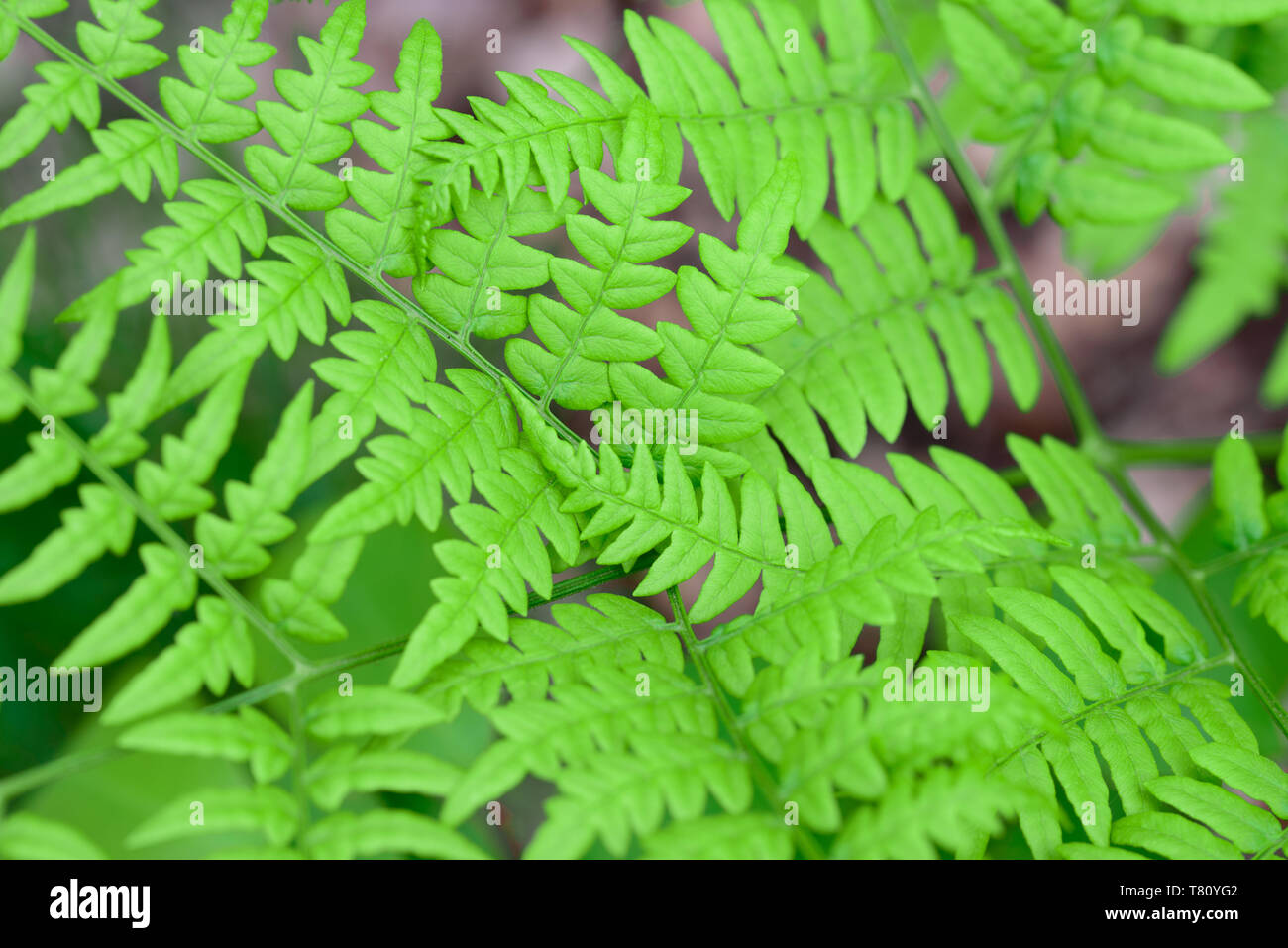 fern Pteridium aquilinum bracken, brake spring green leaves macro selective focus Stock Photo