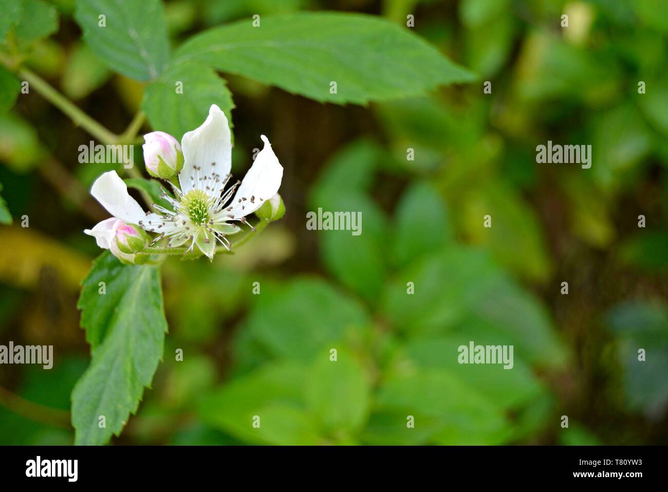 closeup of white blackberry flowers blooming Stock Photo