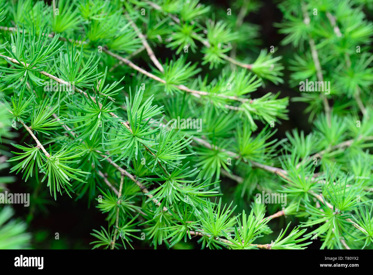 larch, larix fresh green foliage macro selective focus Stock Photo