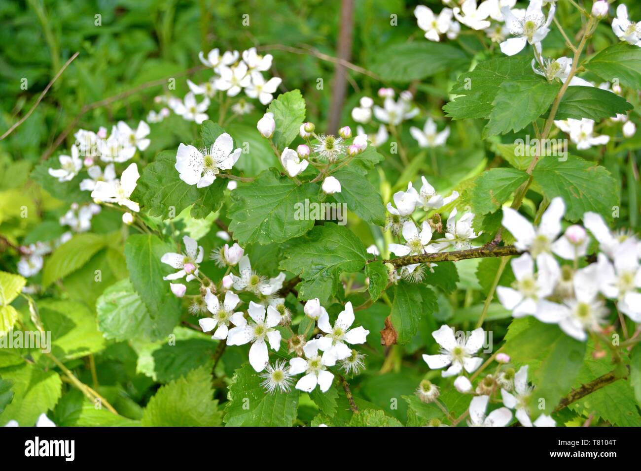 closeup of white blackberry flowers blooming Stock Photo