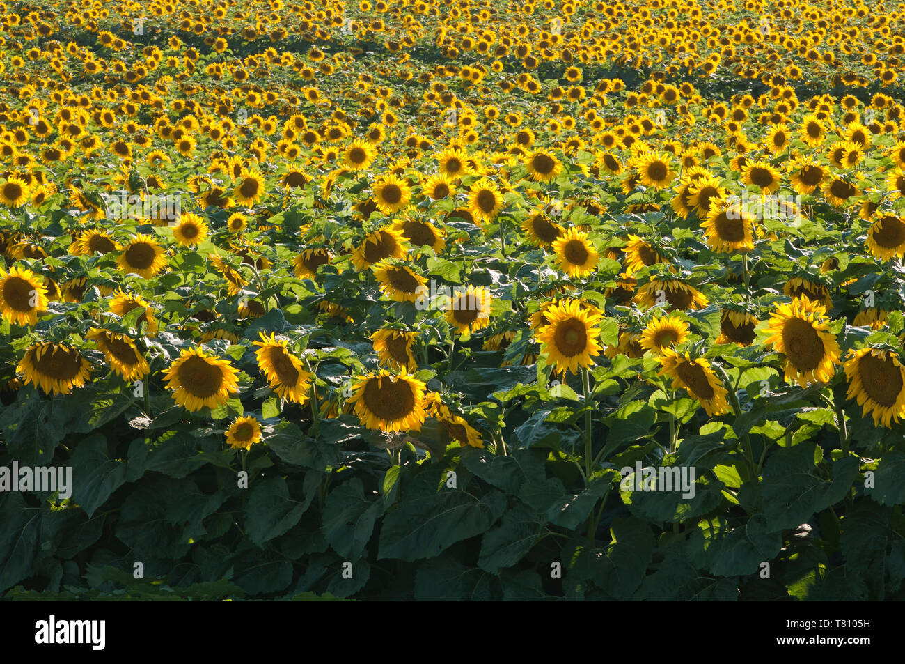 Elbow Lake, Minnesota. Sunflower field Stock Photo Alamy