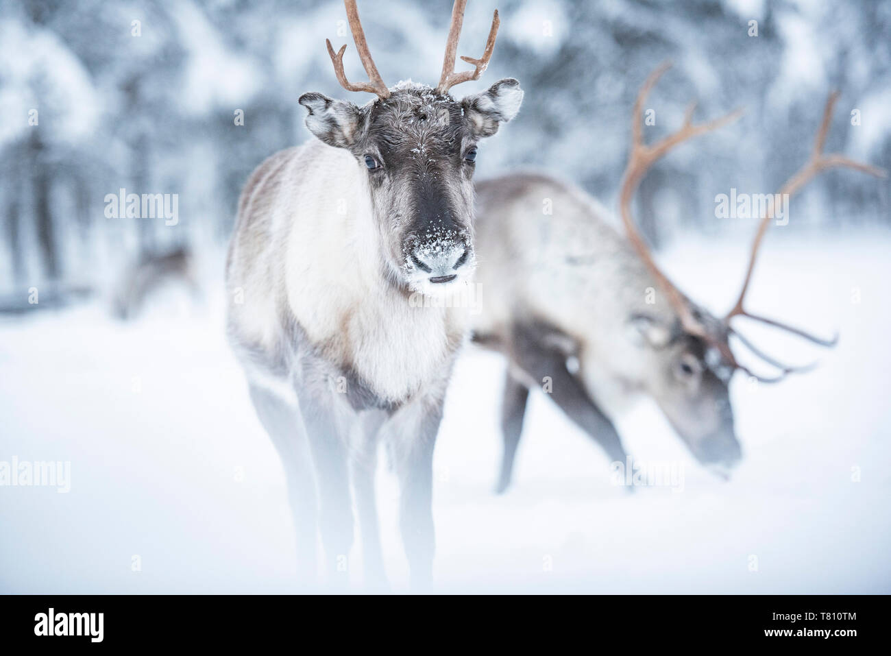Reindeer at Torassieppi Reindeer Farm, Lapland, Finland, Europe Stock Photo