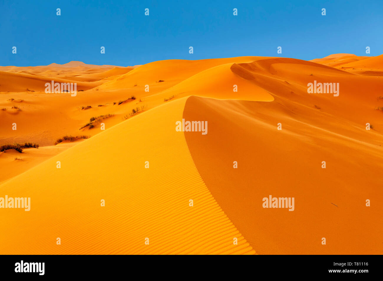 Sand Dunes, Erg Chebbi, Sahara Desert, Southern Morocco, Morocco, North Africa, Africa Stock Photo