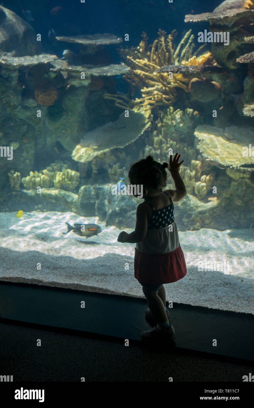 Apple Valley, Minnesota. Minnesota zoo. One and a half year old bi-racial girl looking at the fish in the aquarium at the tropical reef. Stock Photo