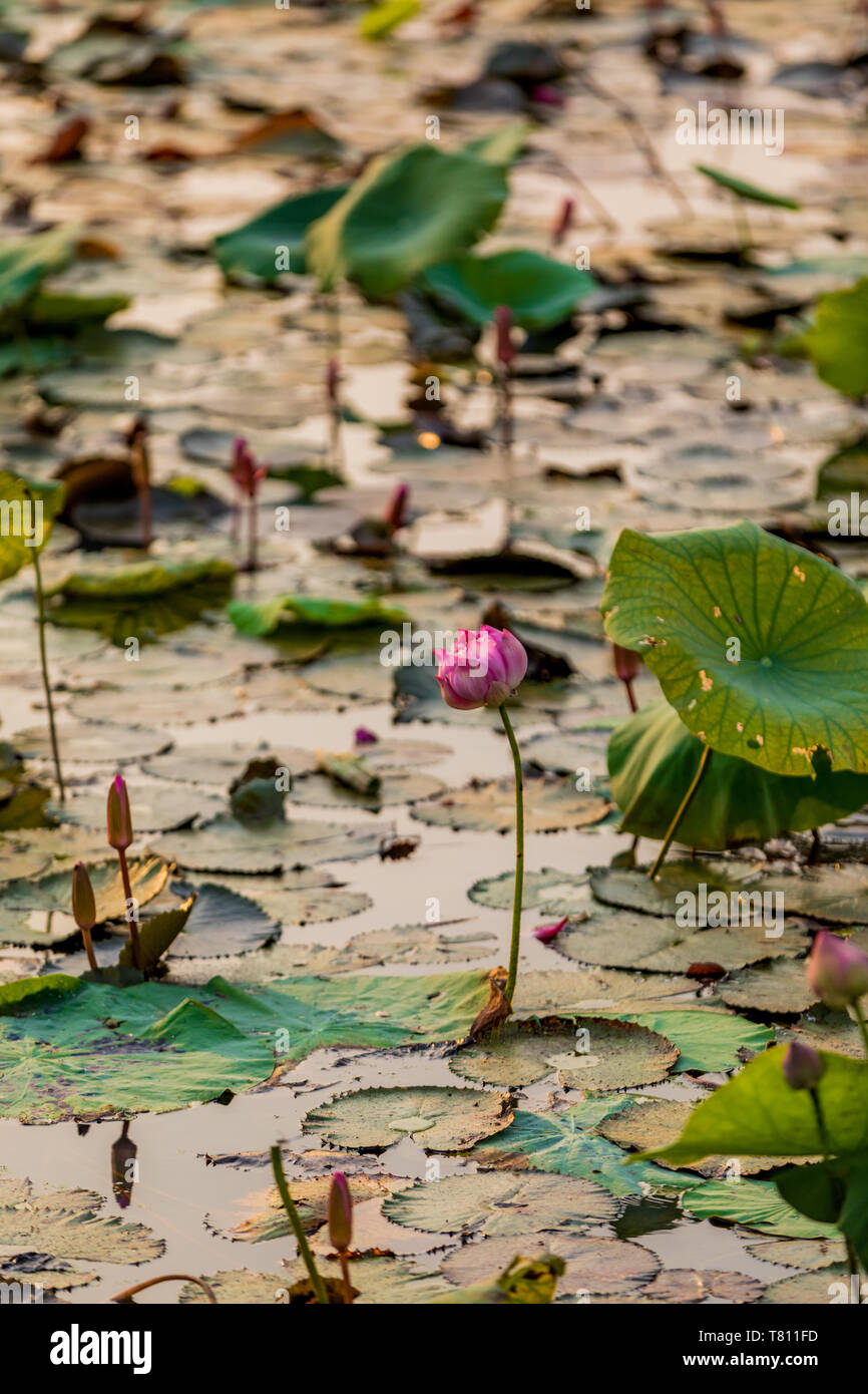 Lily pads floating in the Mekong Delta, Cambodia, Indochina, Southeast Asia, Asia Stock Photo
