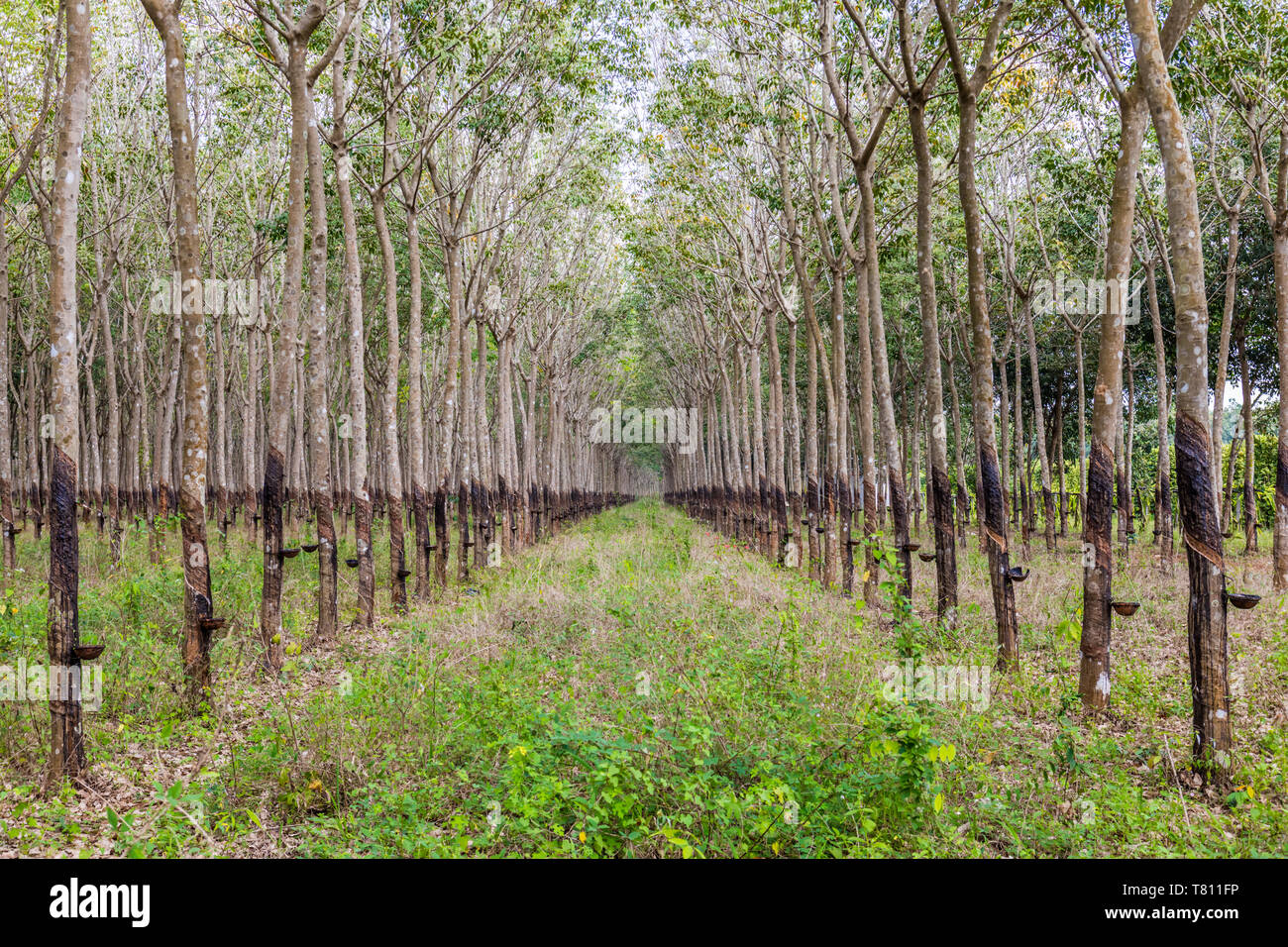 Trees in a rubber plantation in jungle of Cambodia, Indochina, Southeast Asia, Asia Stock Photo