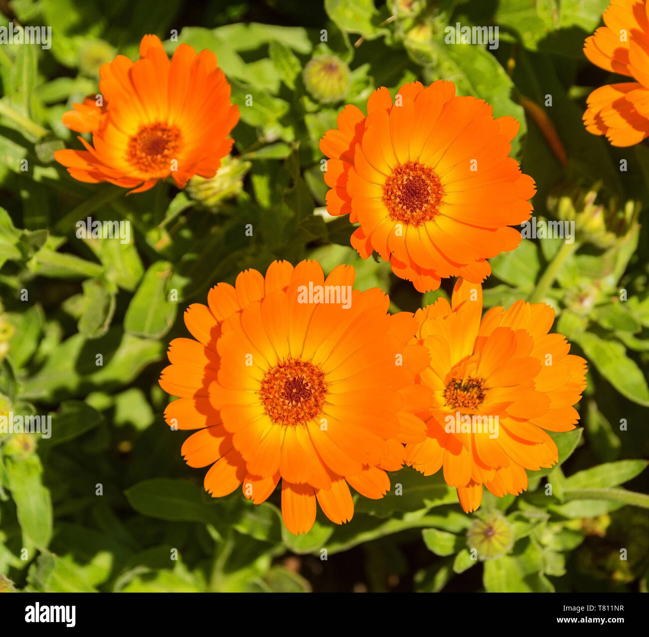 A close up of English Marigold flowers (Calendula Officinalis an